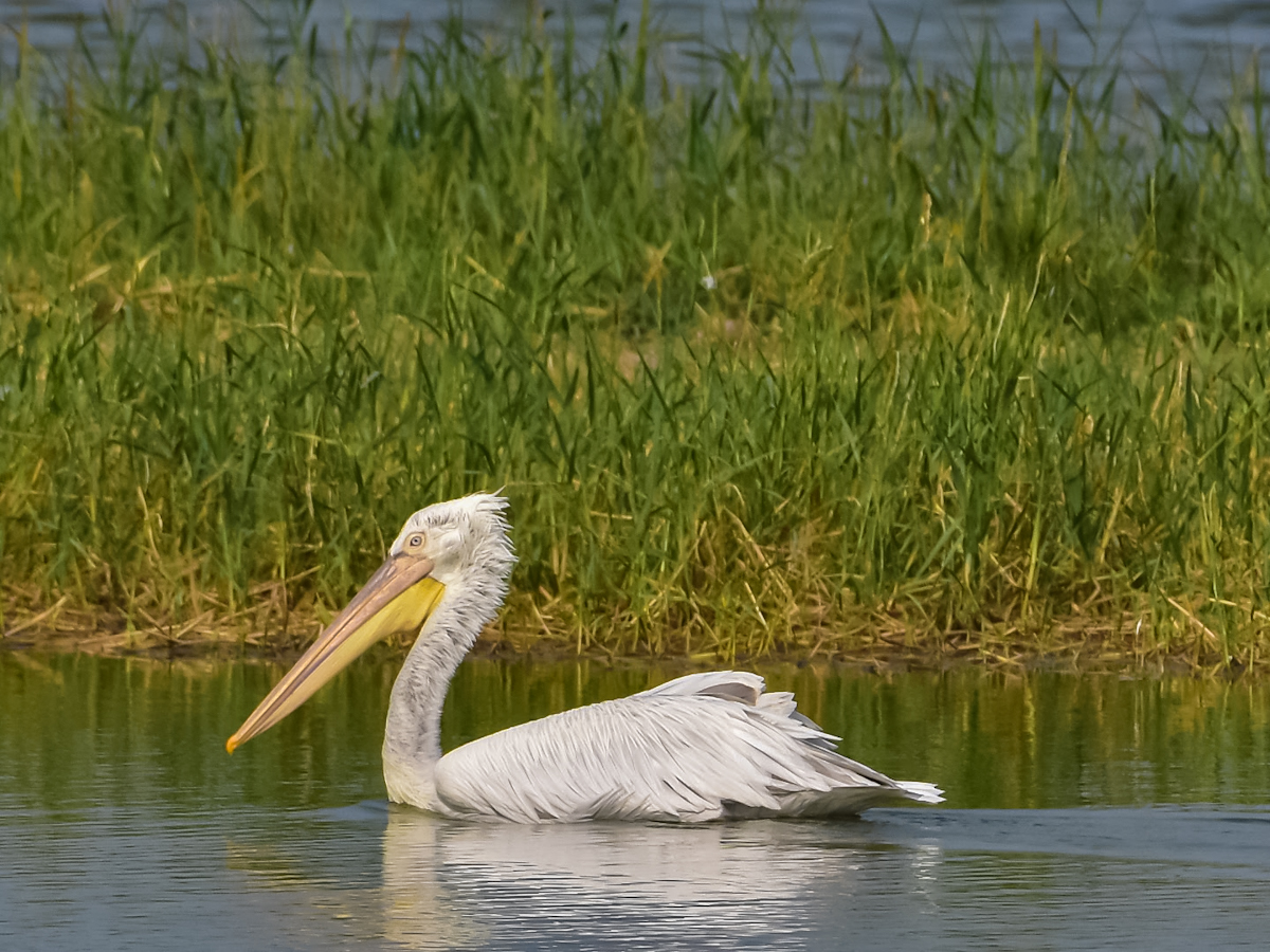 Great White Pelican