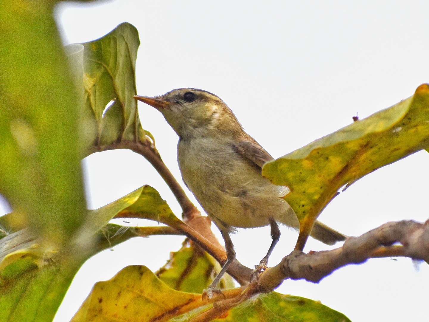 Greenish Warbler