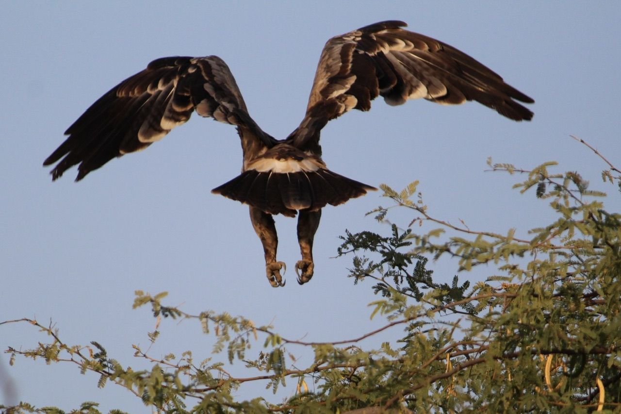 Steppe Eagle