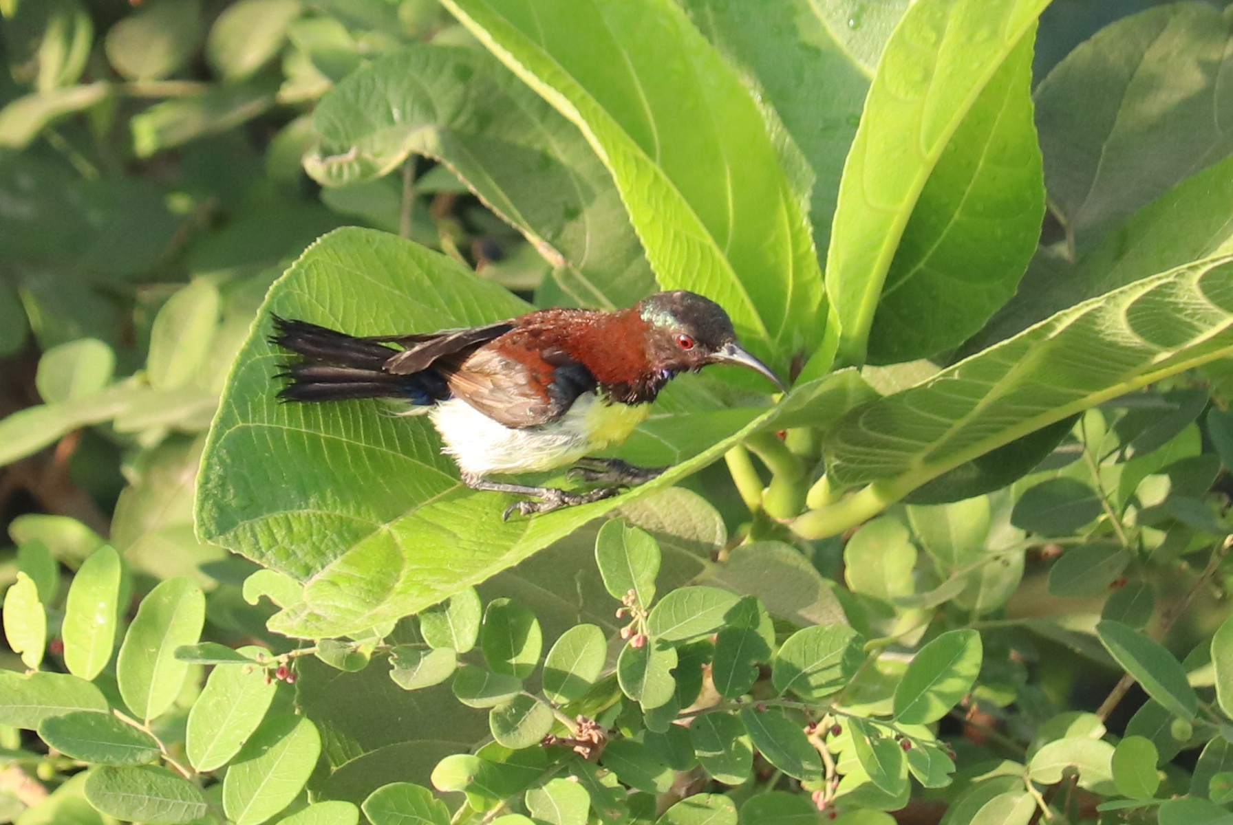 Purple-rumped Sunbird