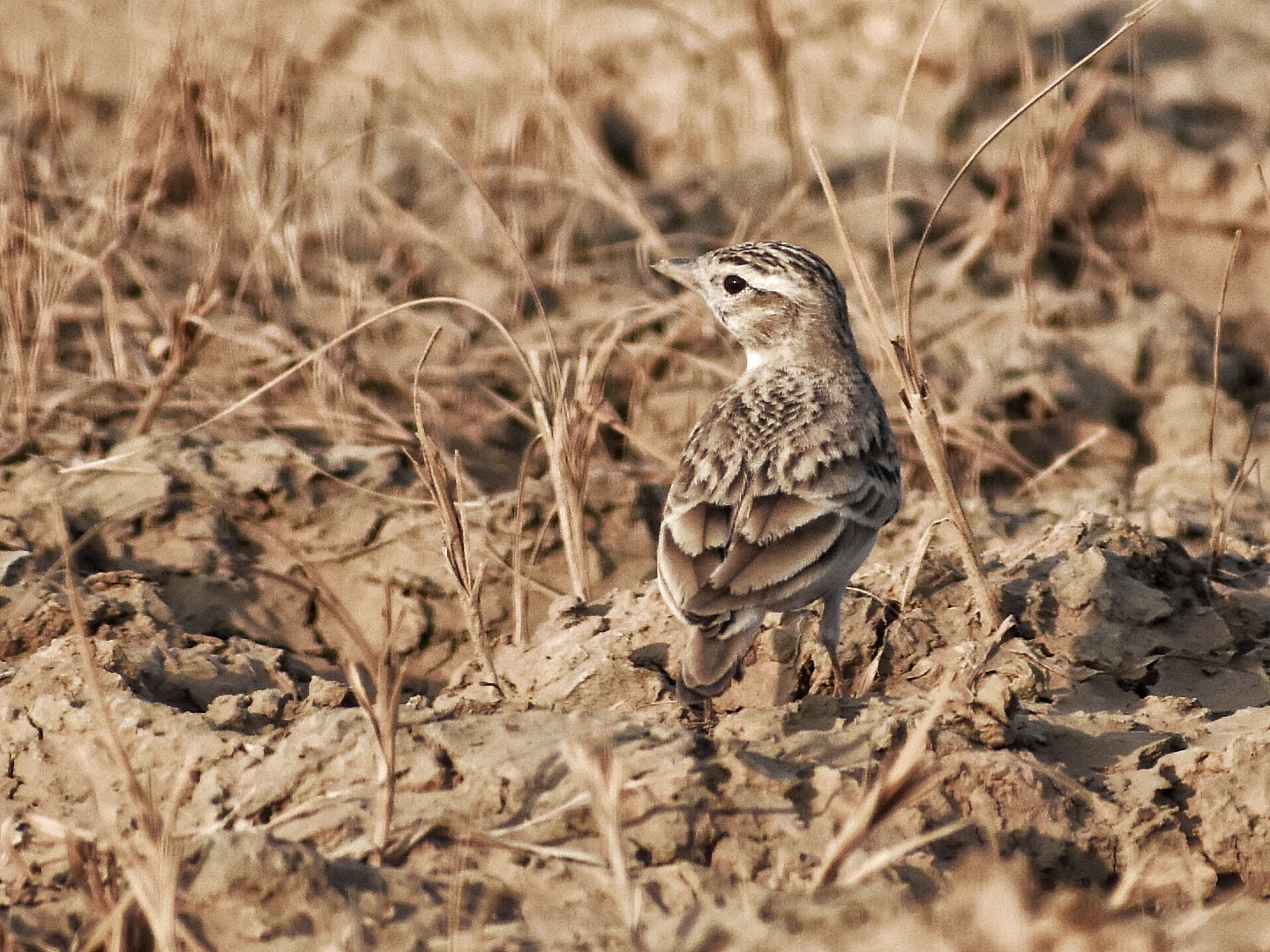Greater Short-toed Lark