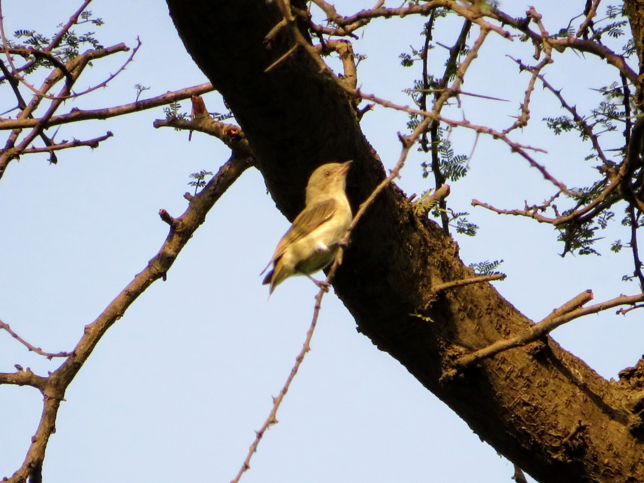 Thick-billed Flowerpecker