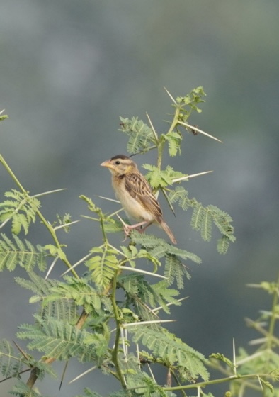Baya Weaver