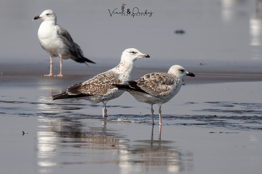 Lesser Black-backed Gull