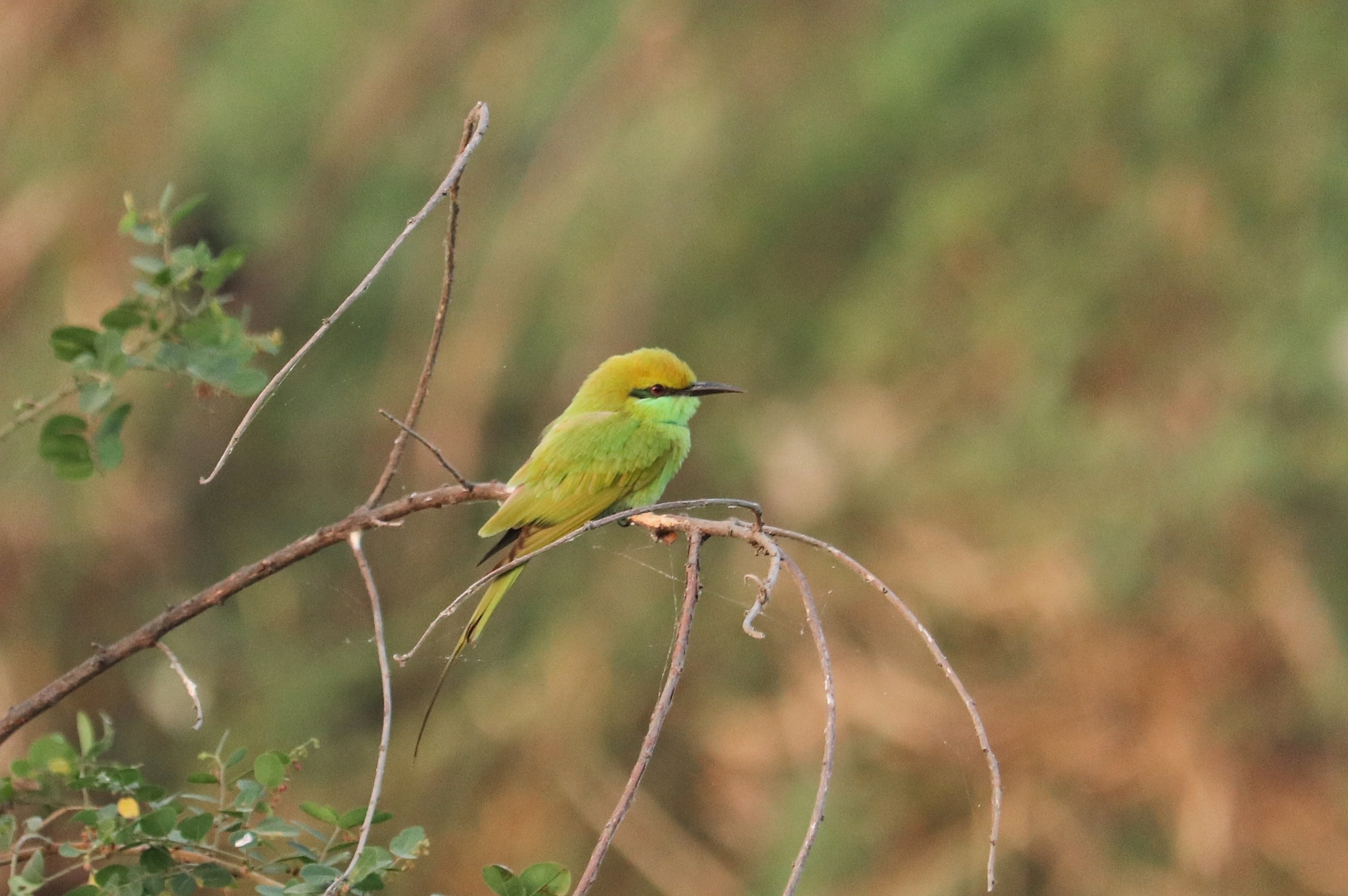 Green Bee Eater