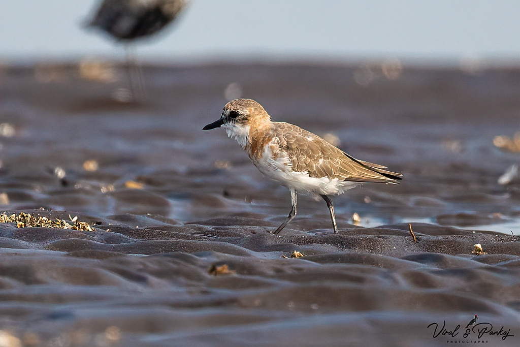 Lesser Sand Plover