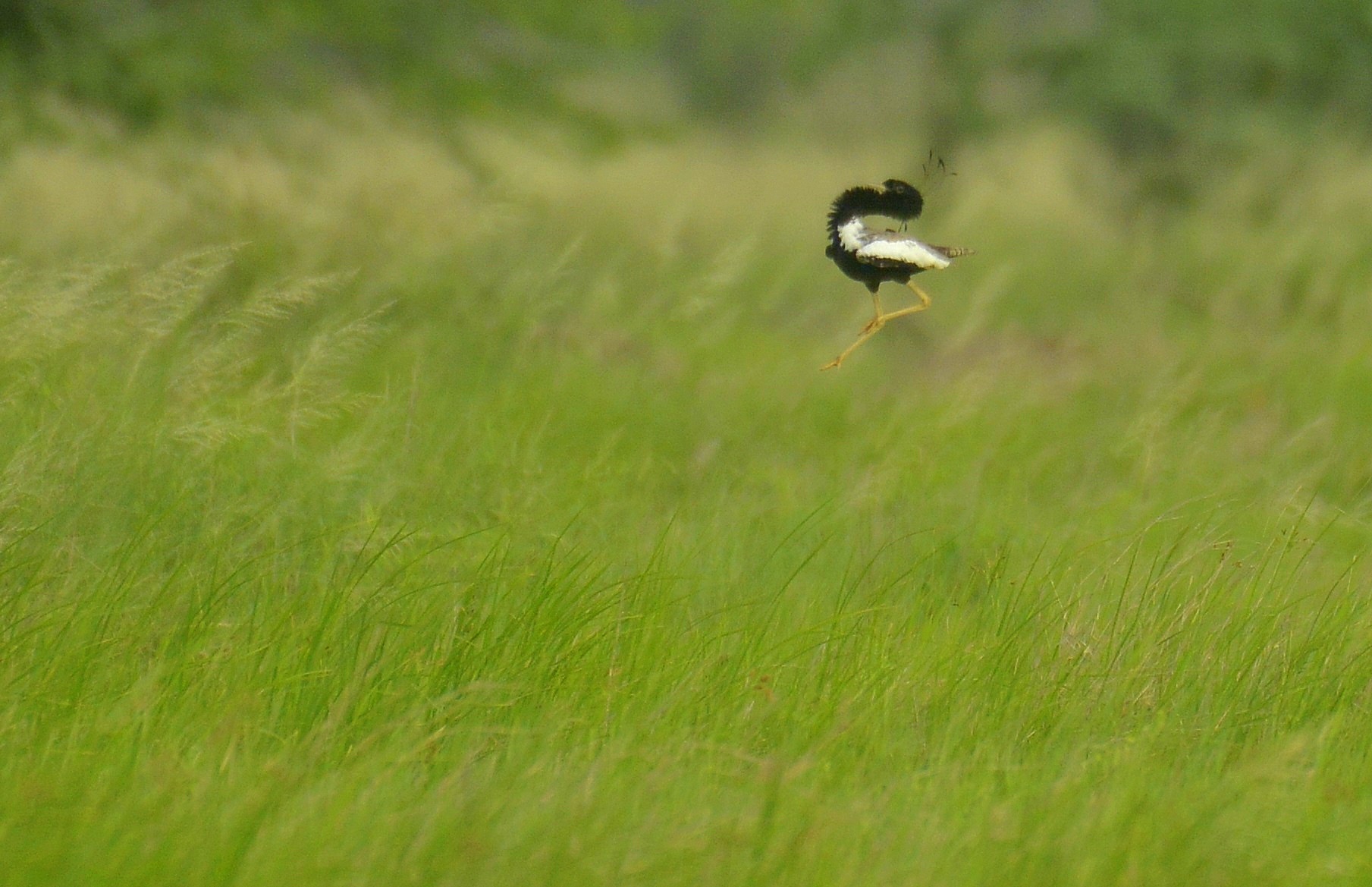 Lesser Florican
