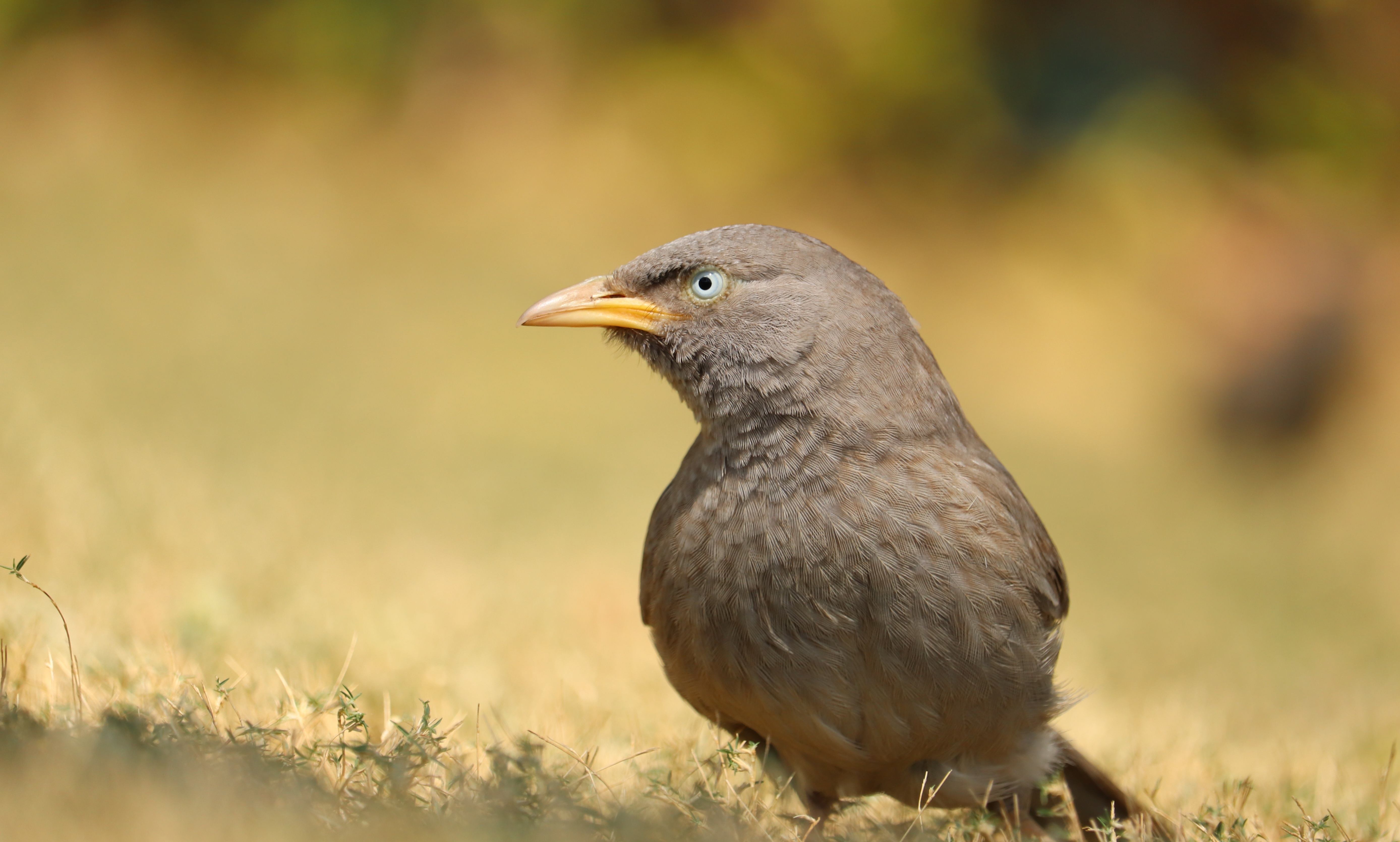 Jungle Babbler