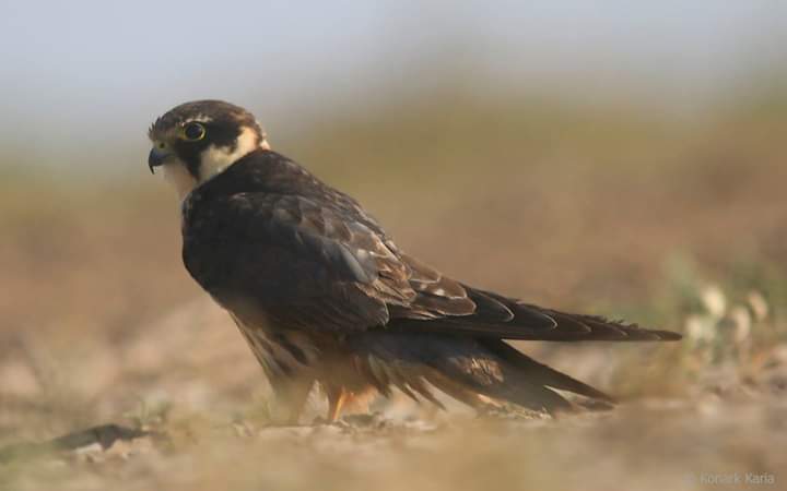 Eurasian Hobby