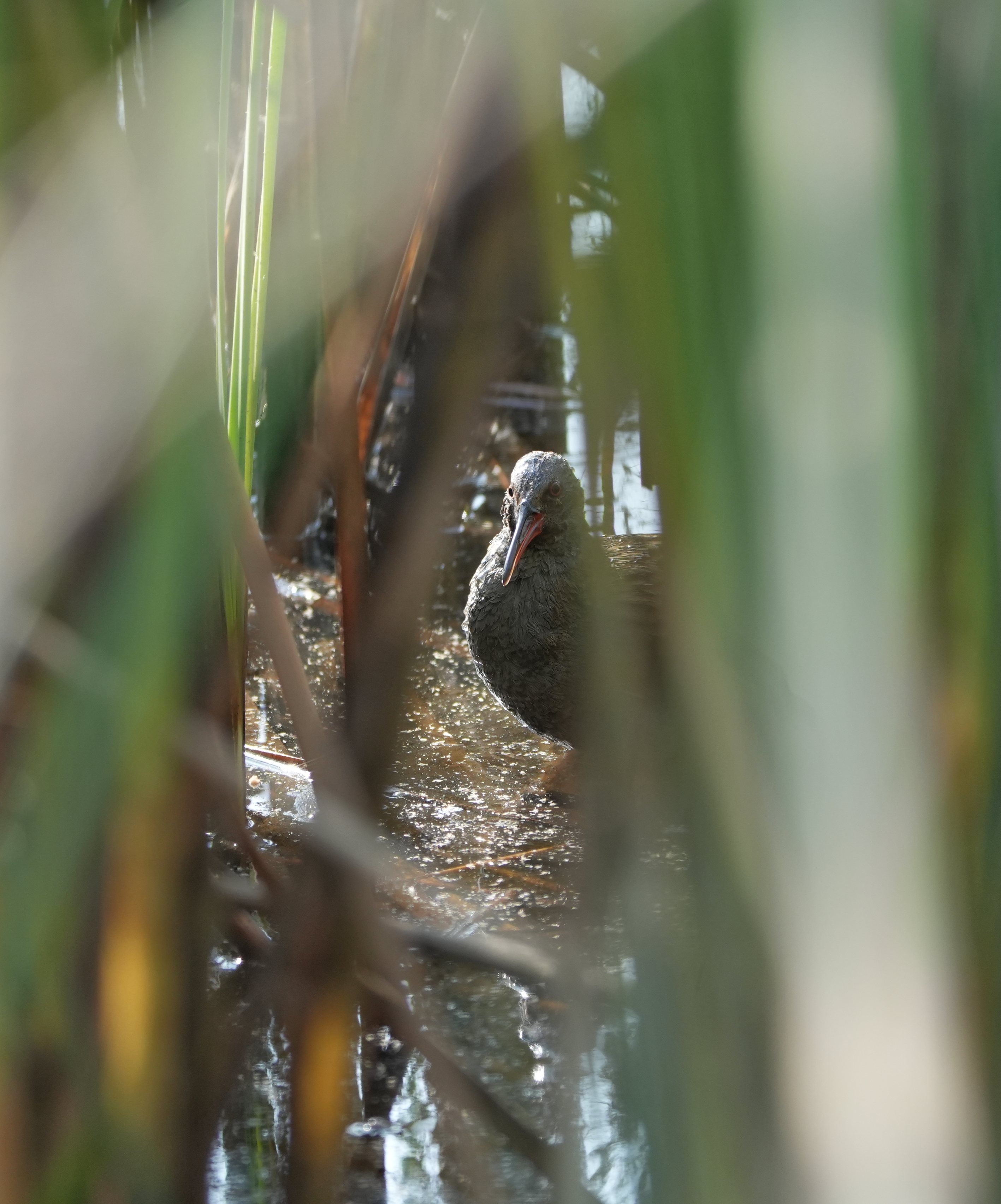 Water Rail 
