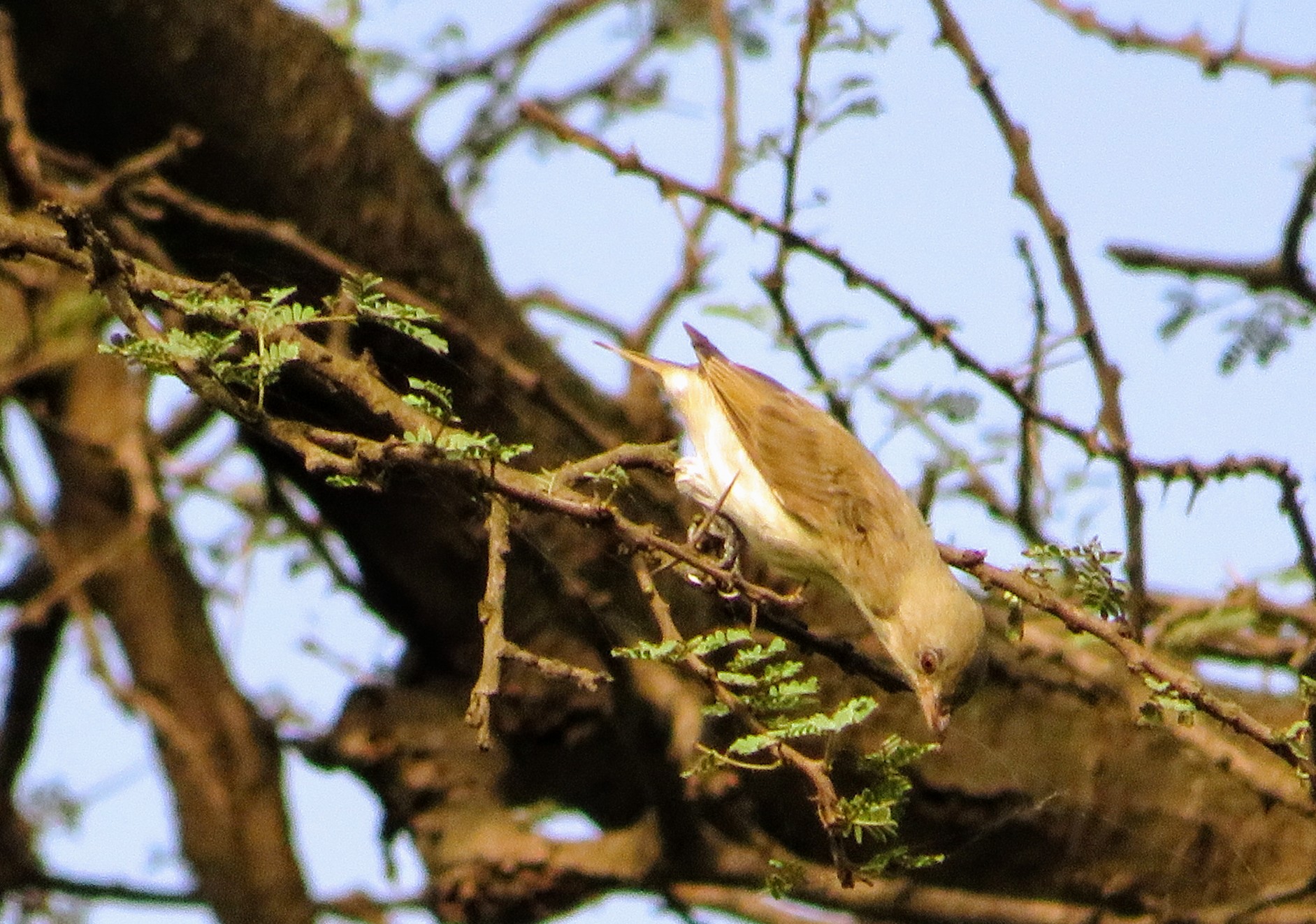 Thick-billed Flowerpecker