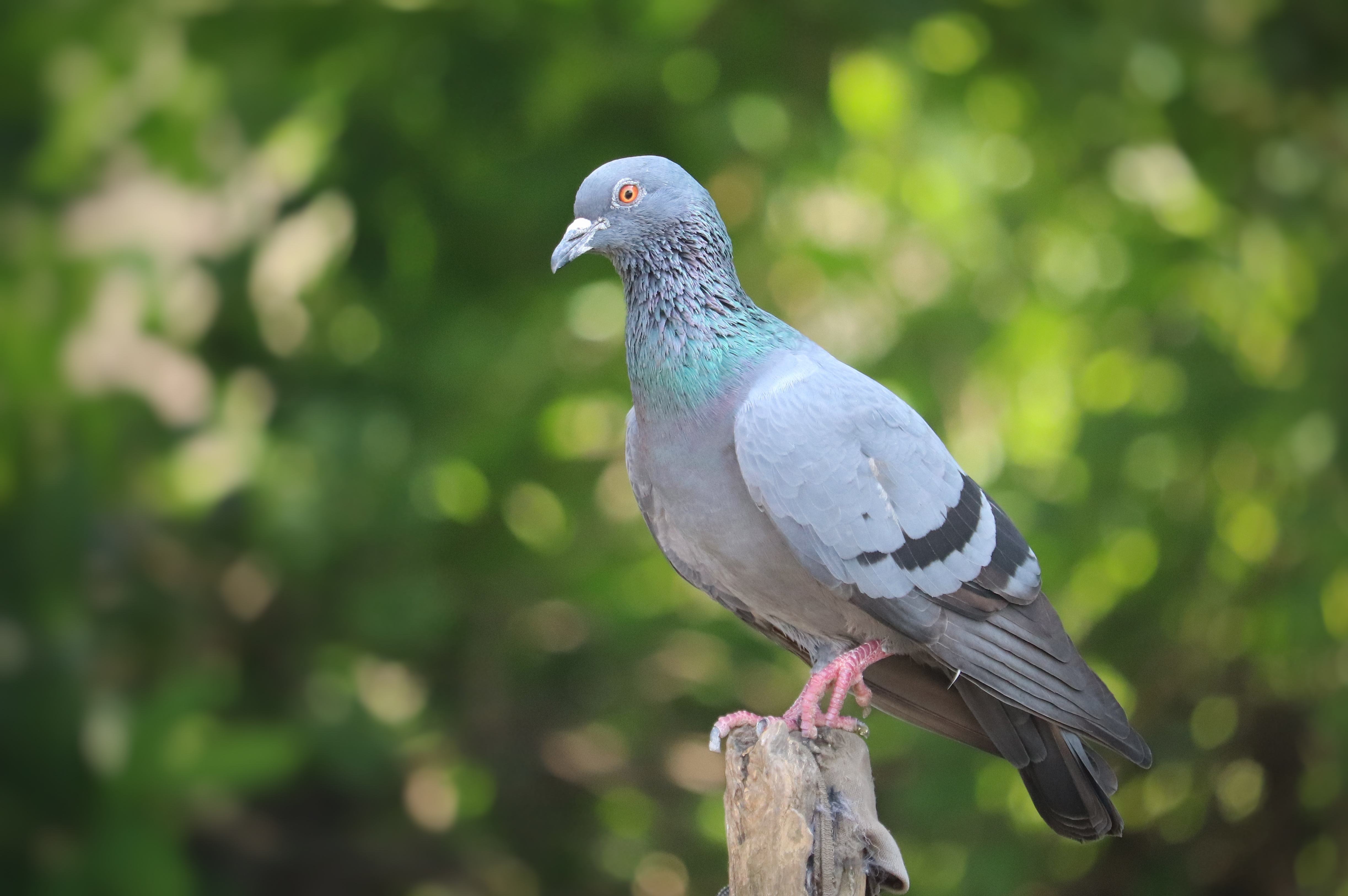 Rock Pigeon