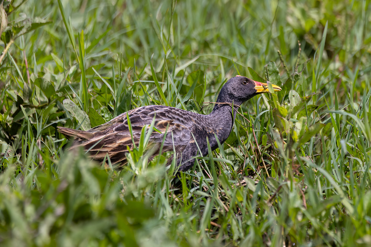 Watercock