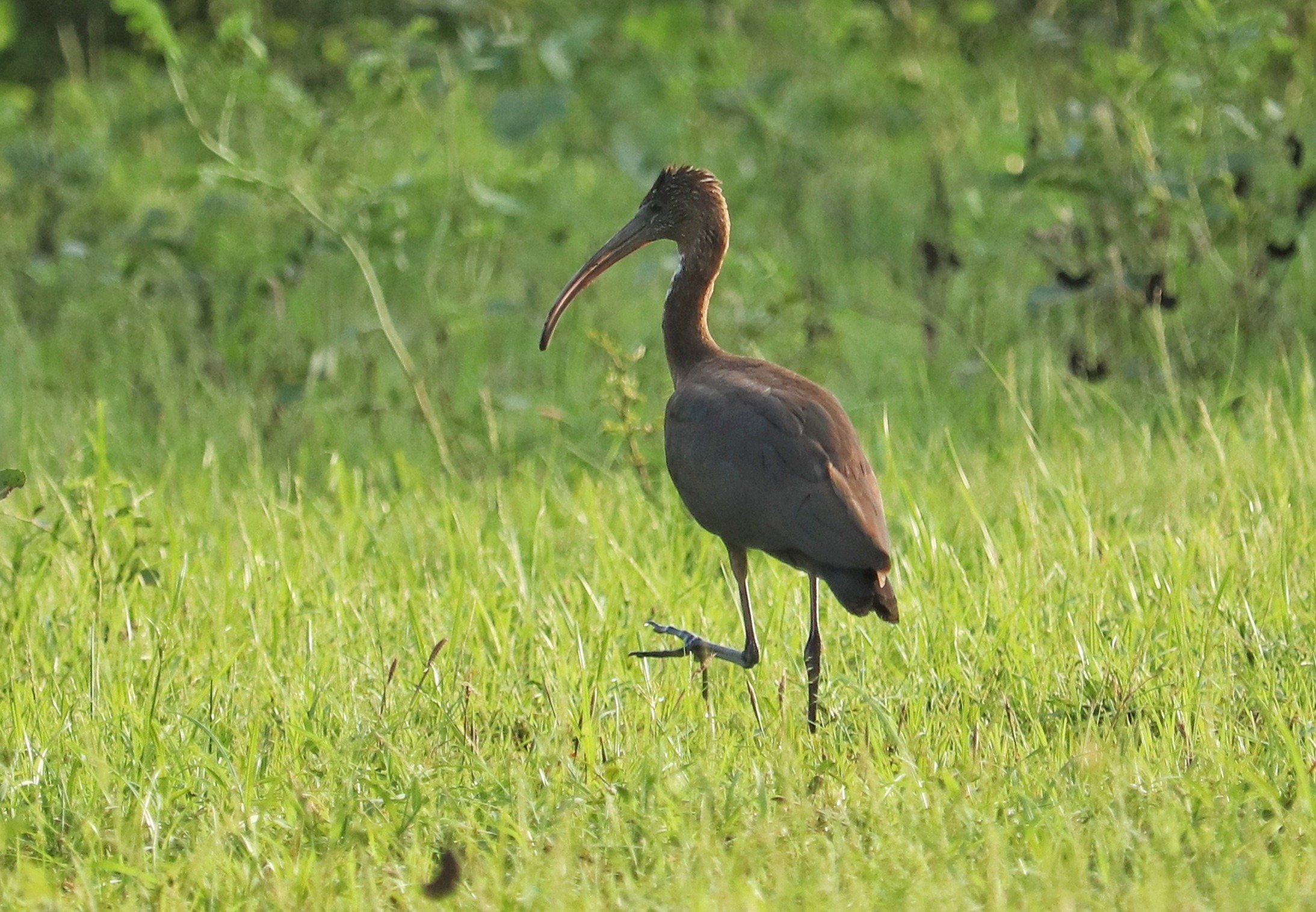 Glossy Ibis