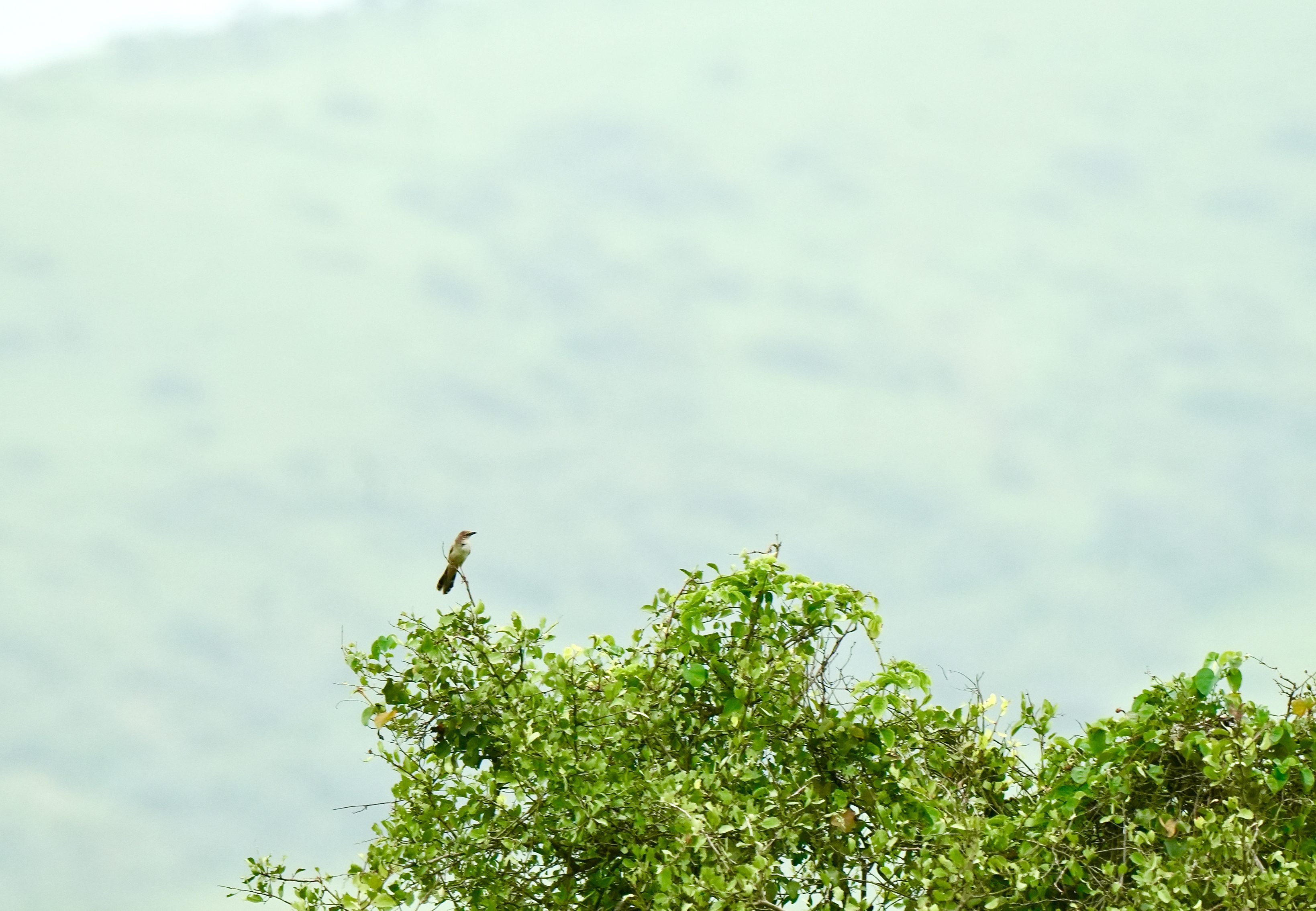 Bristled Grassbird