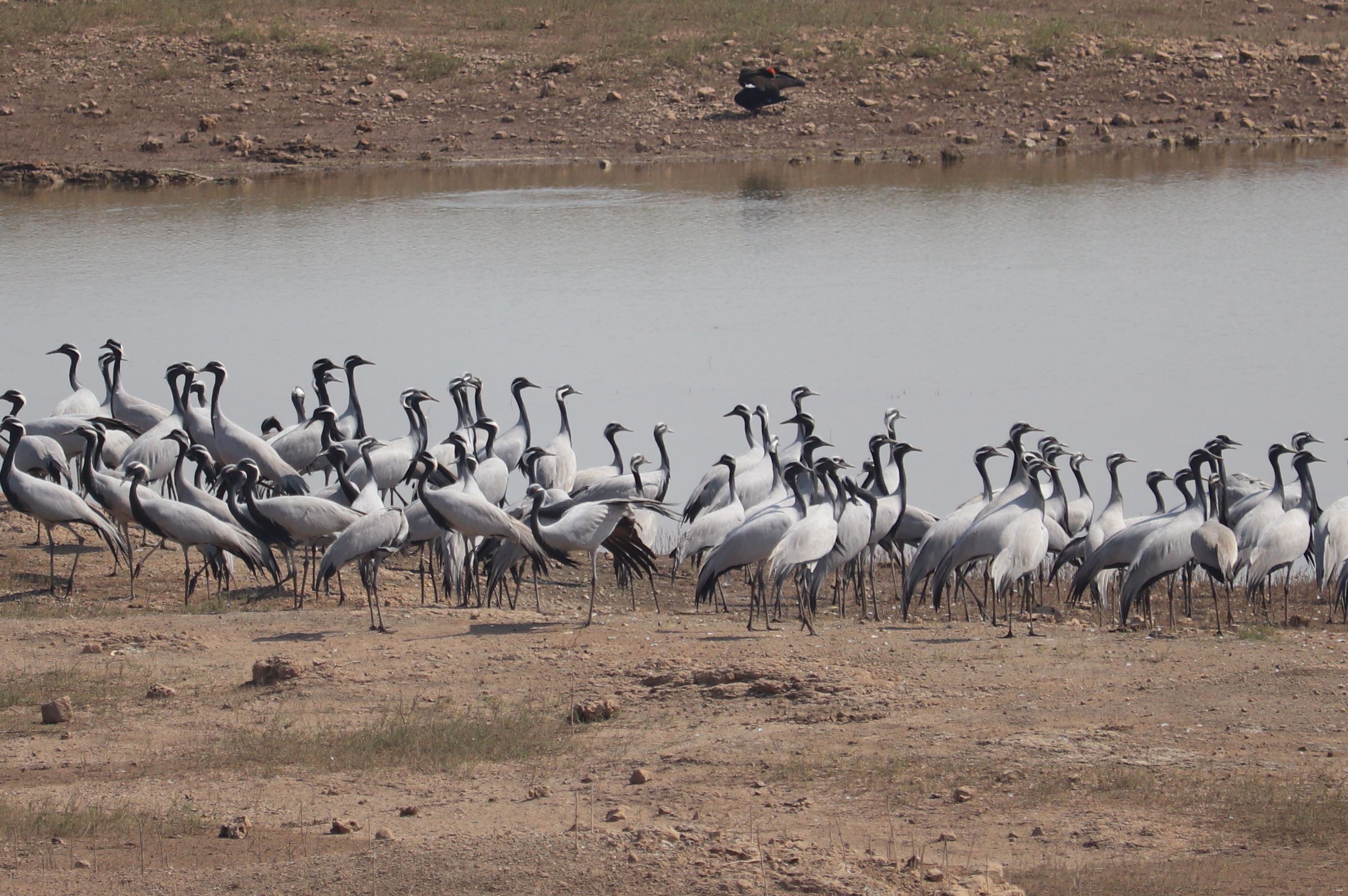 Demoiselle Crane