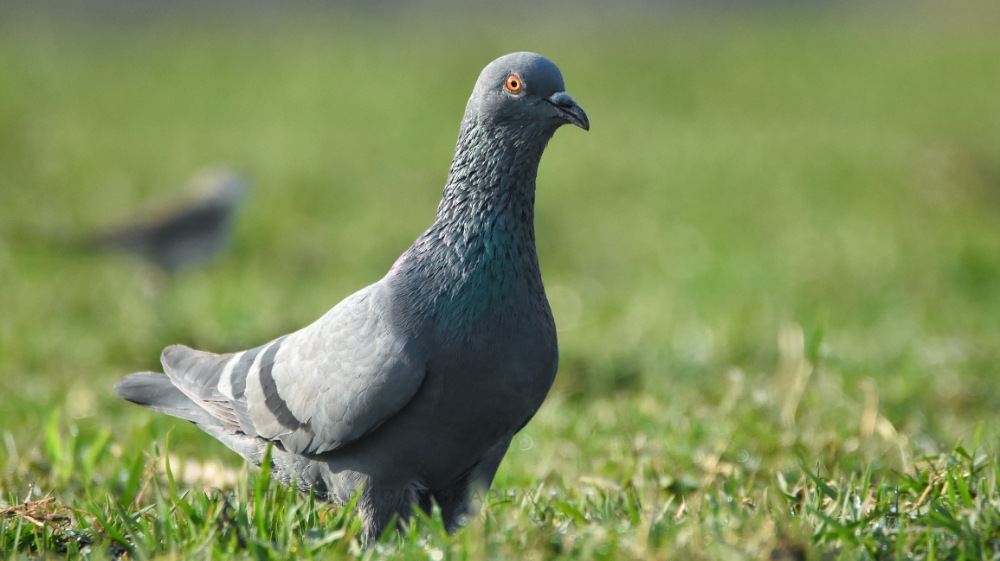 Rock Pigeon