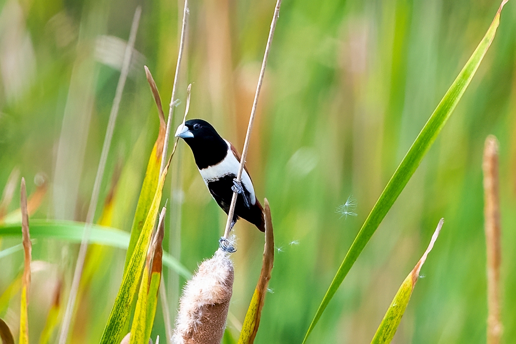Black-headed Munia