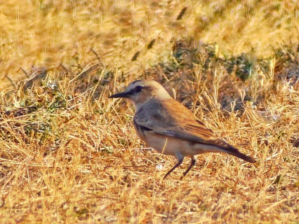 Isabelline Wheatear