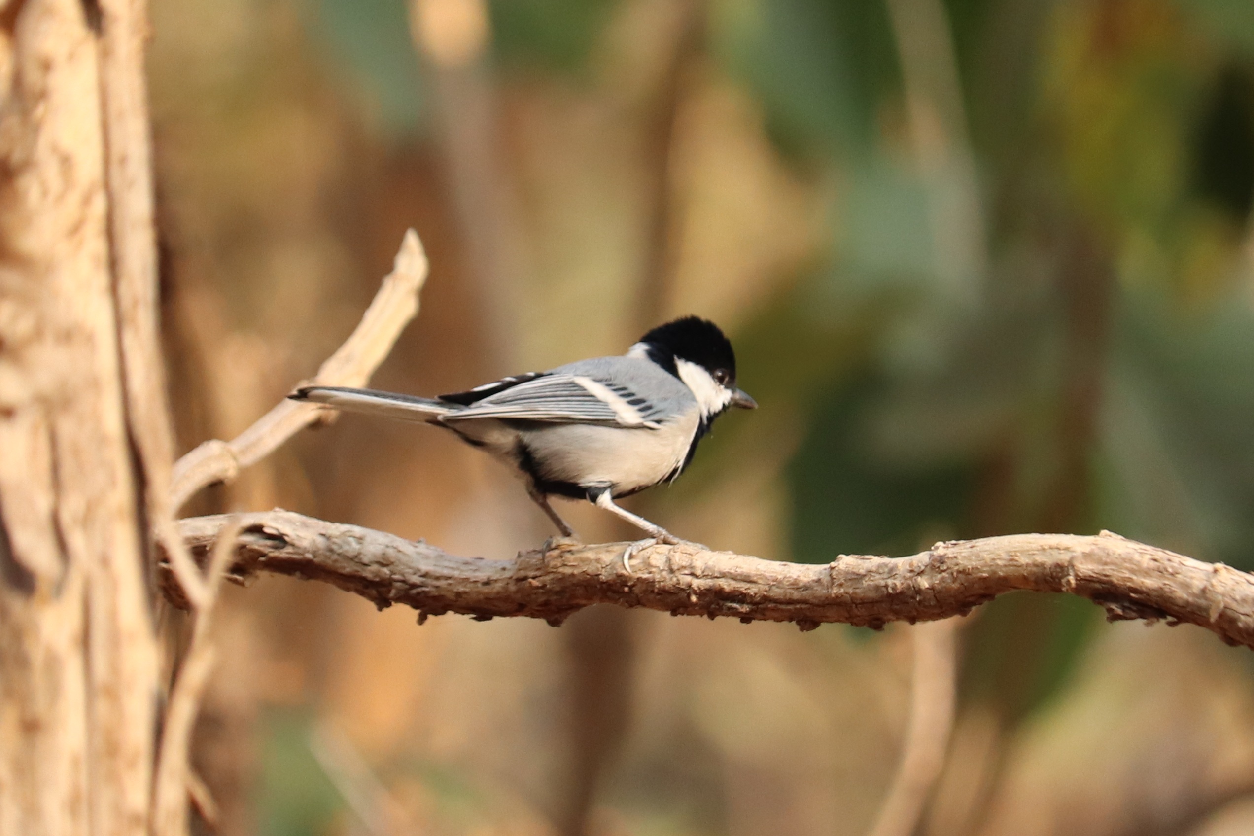 Cinereous Tit
