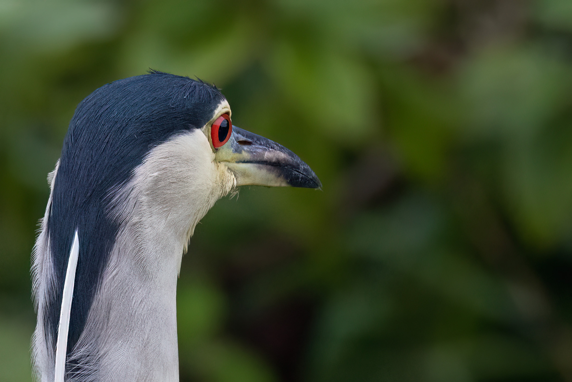 Black-crowned Night Heron