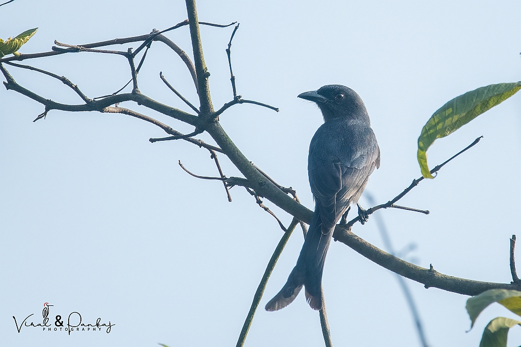 Ashy Drongo
