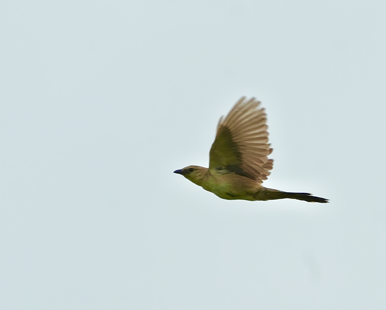Bristled Grassbird