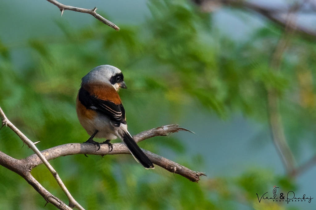 Bay Backed Shrike