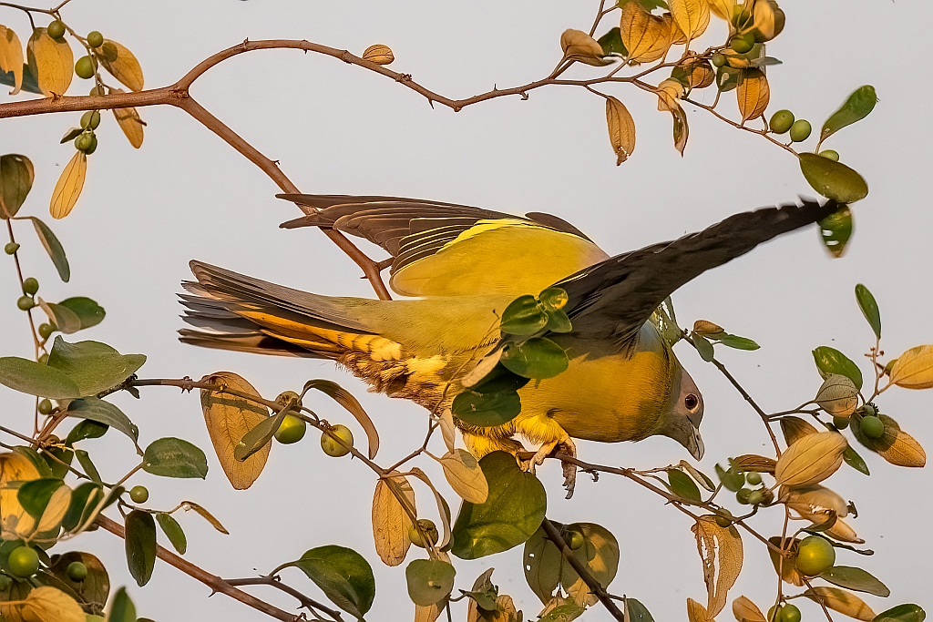 Yellow-footed Green Pigeon