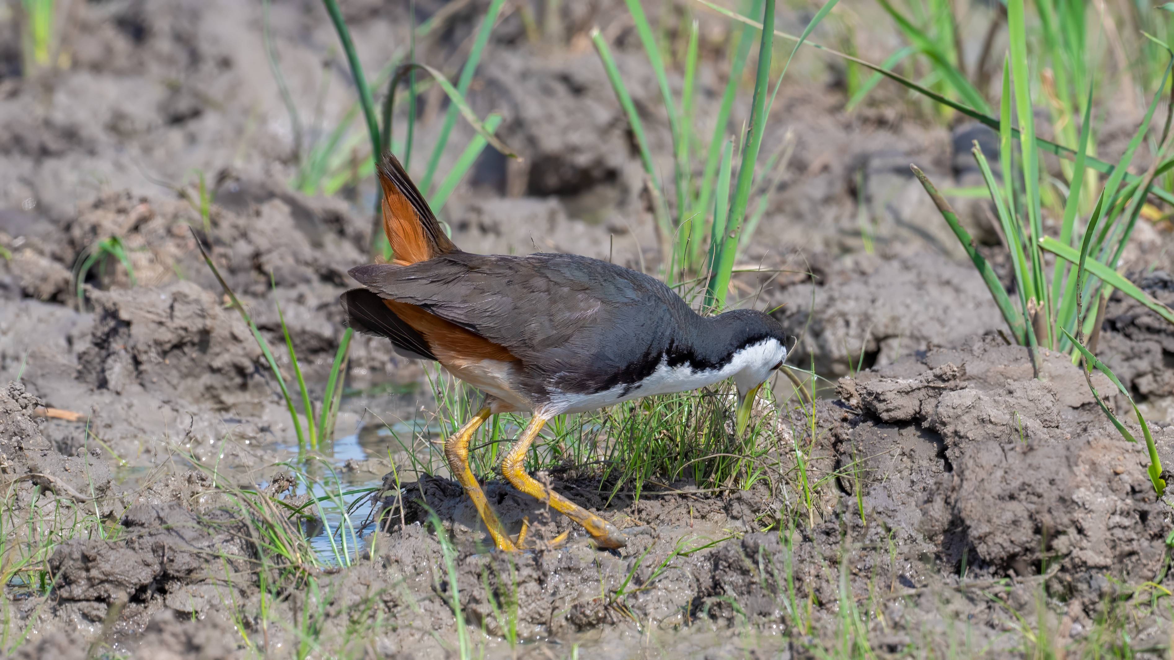 White-breasted Waterhen