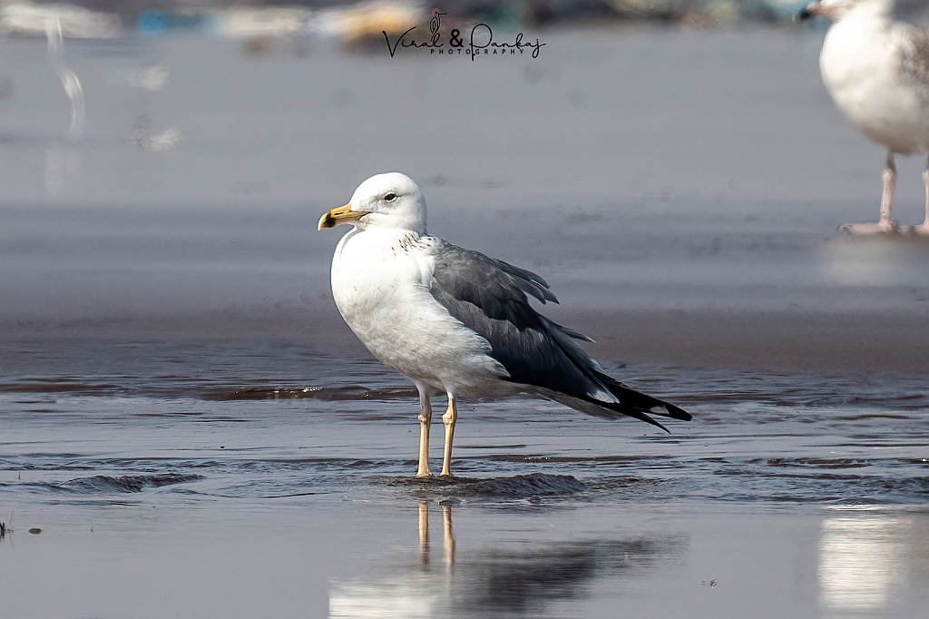Heuglin's Gull 