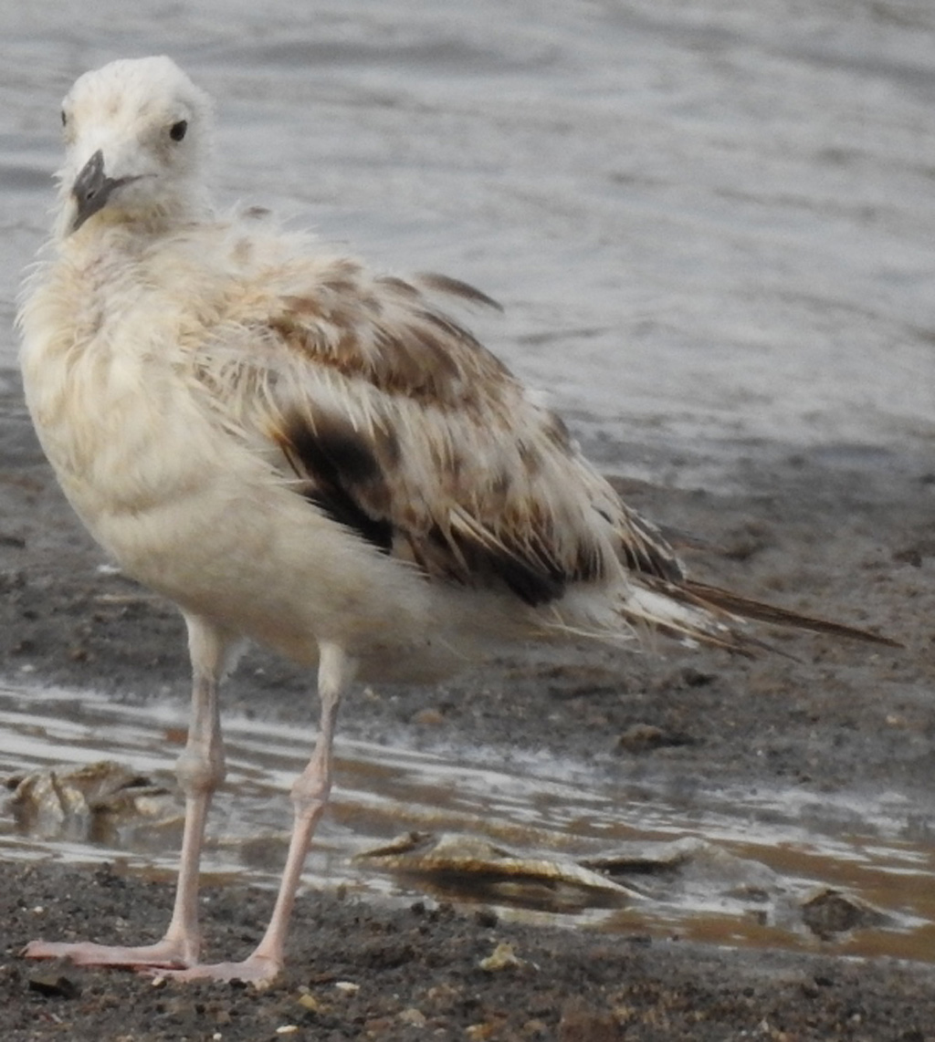 Caspian Gull