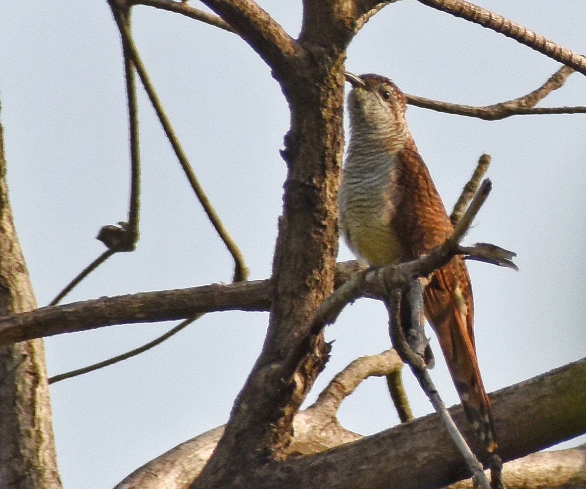Banded Bay Cuckoo