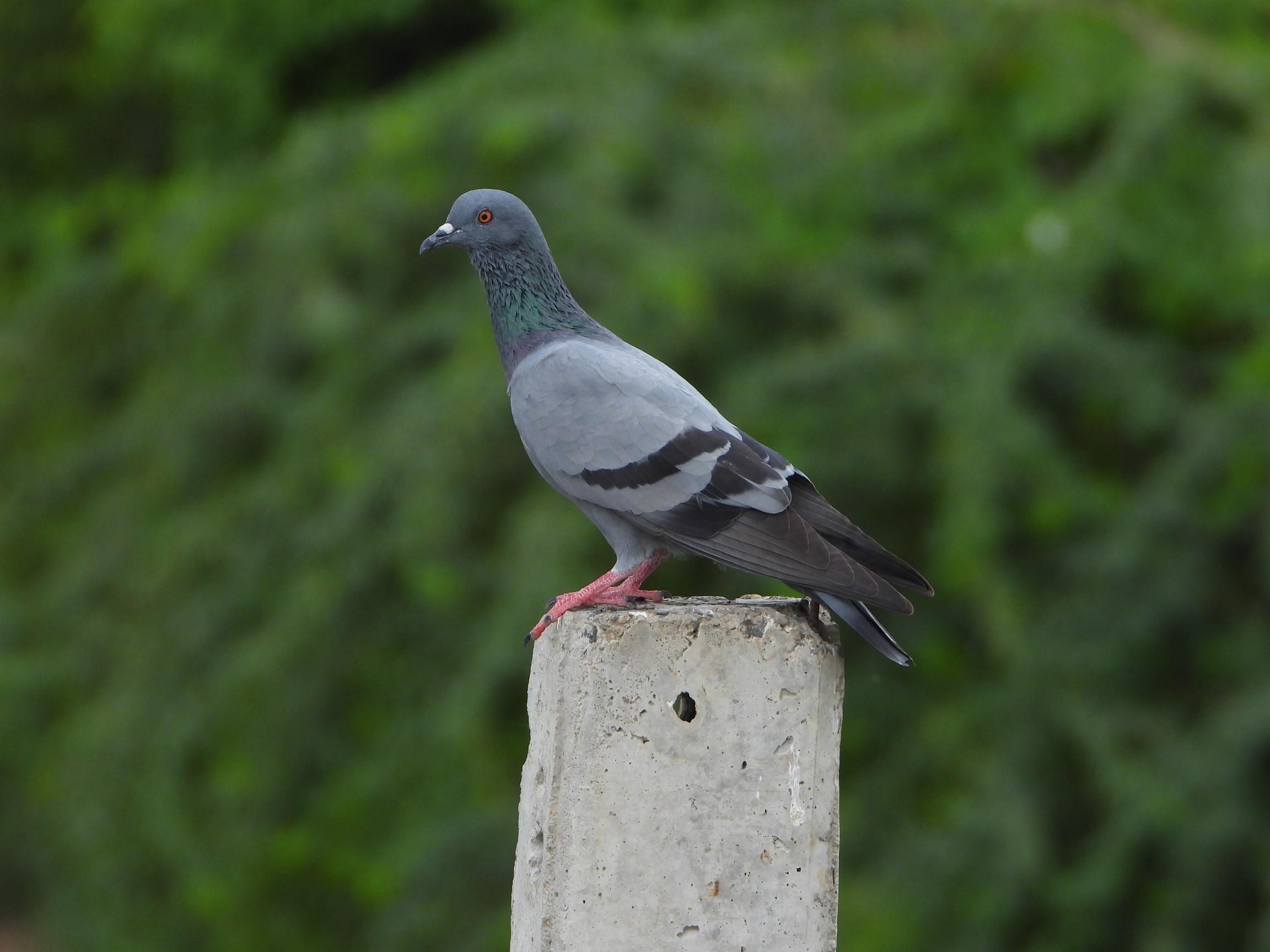 Rock Pigeon