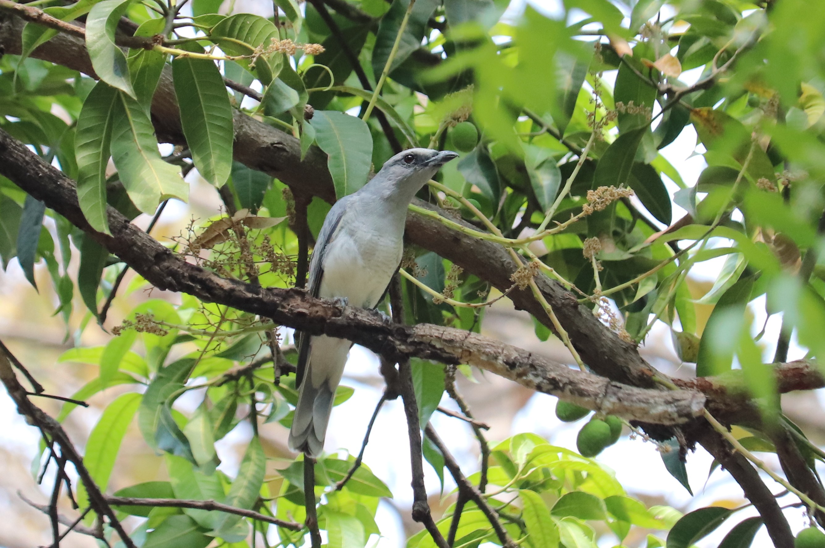 Large Cuckooshrike
