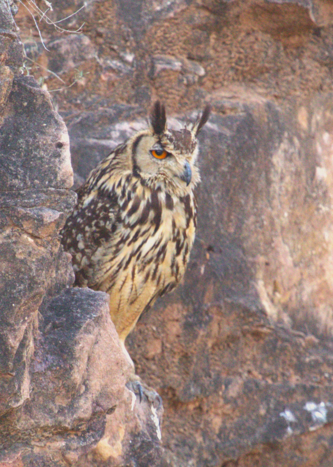 Rock Eagle Owl 