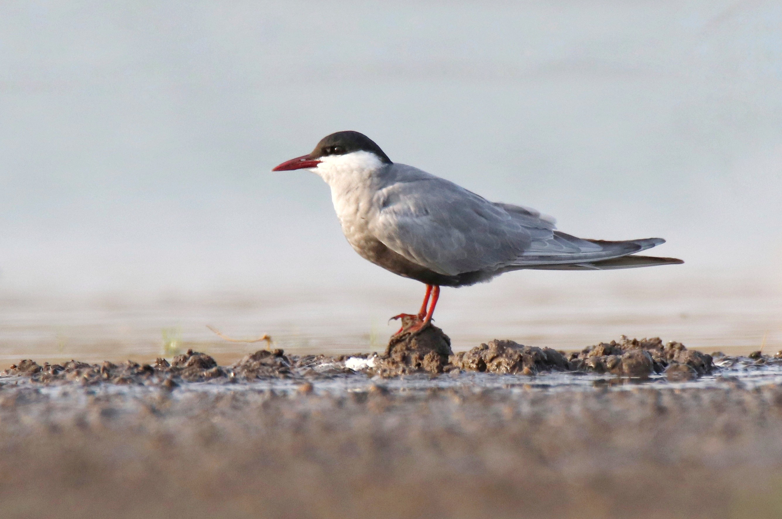 Whiskered Tern