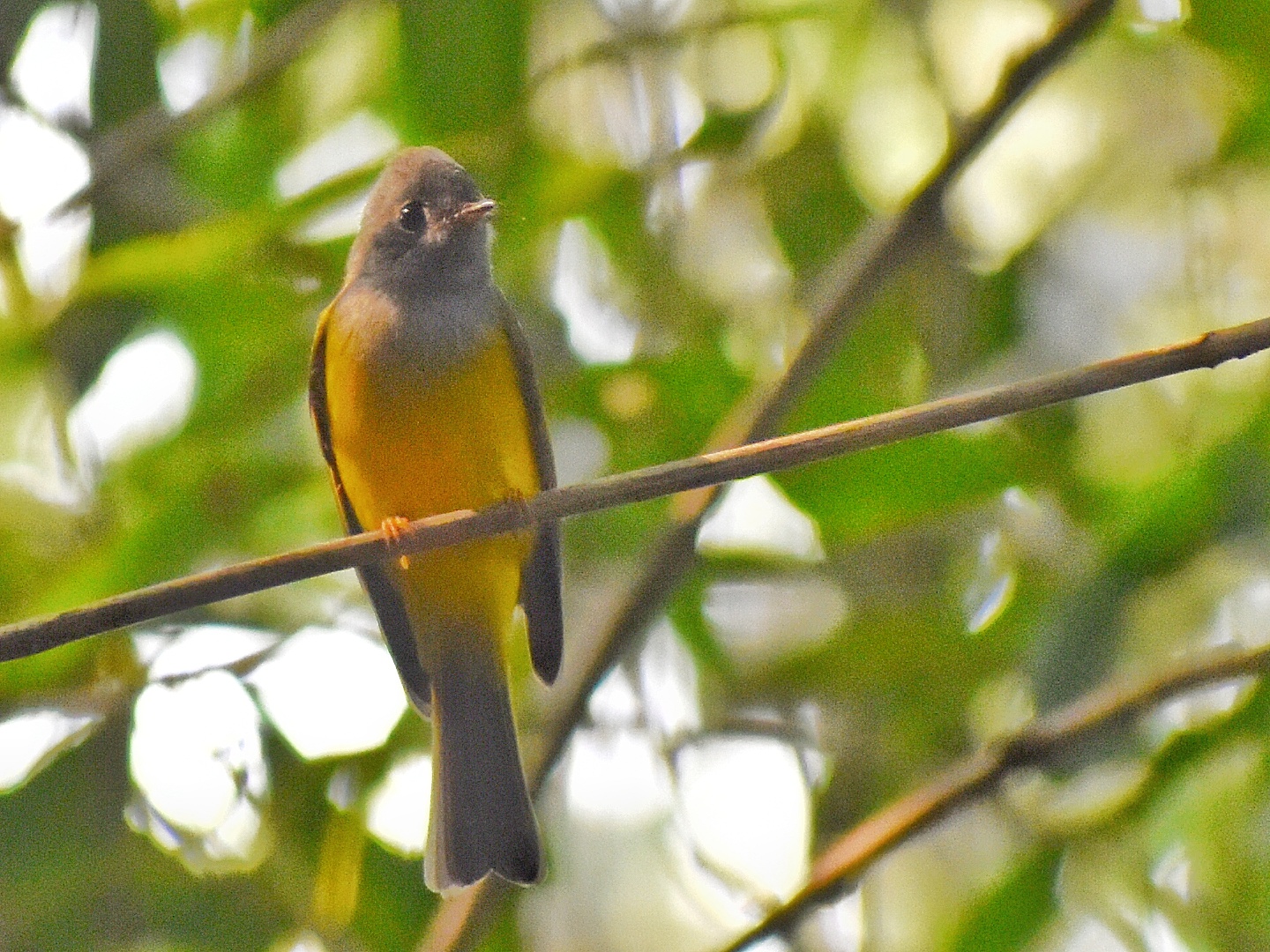 Grey-headed Canary Flycatcher