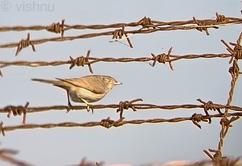Asian Desert Warbler