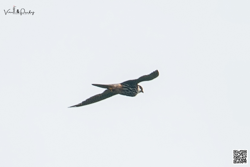Eurasian Hobby