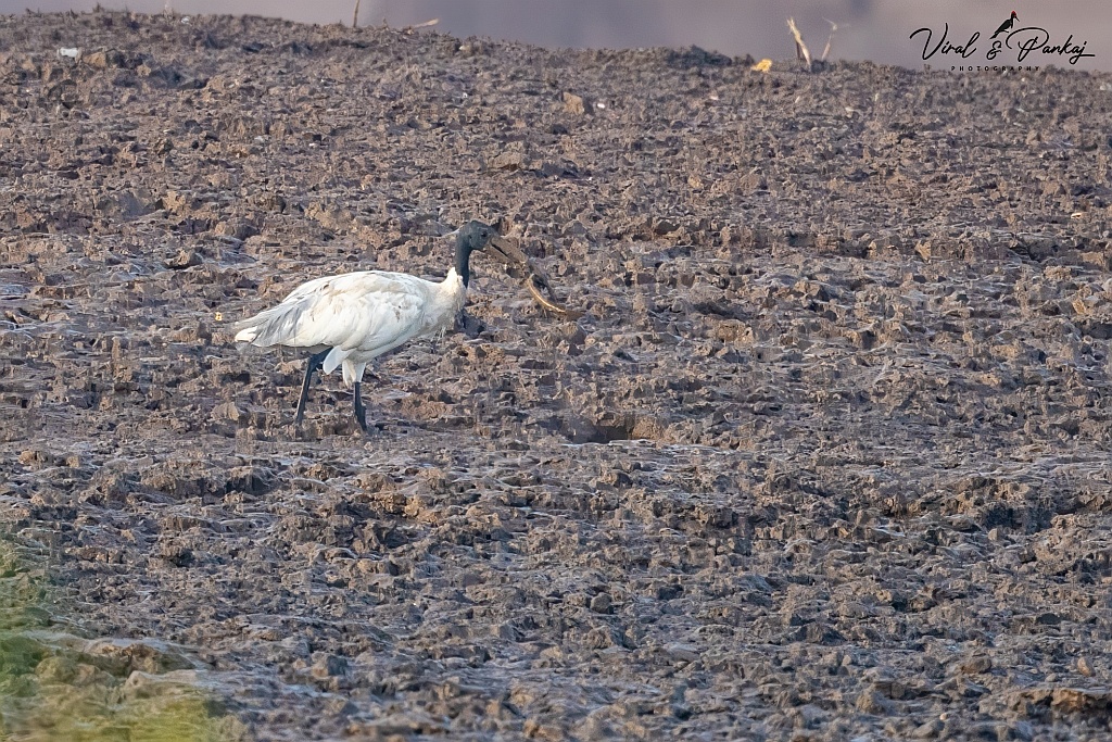 Black-headed Ibis