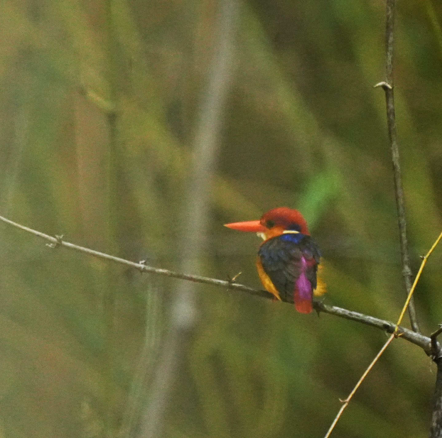 Oriental Dwarf Kingfisher