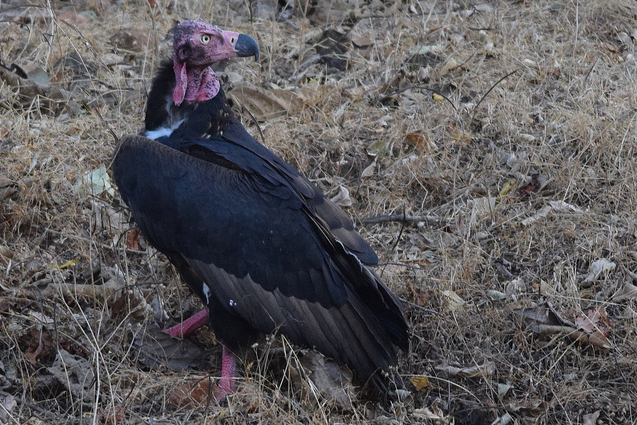 Red-headed Vulture
