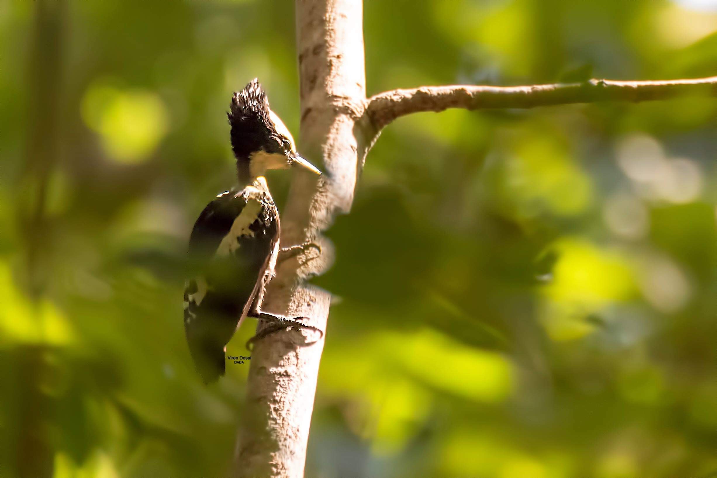 Heart-spotted Woodpecker