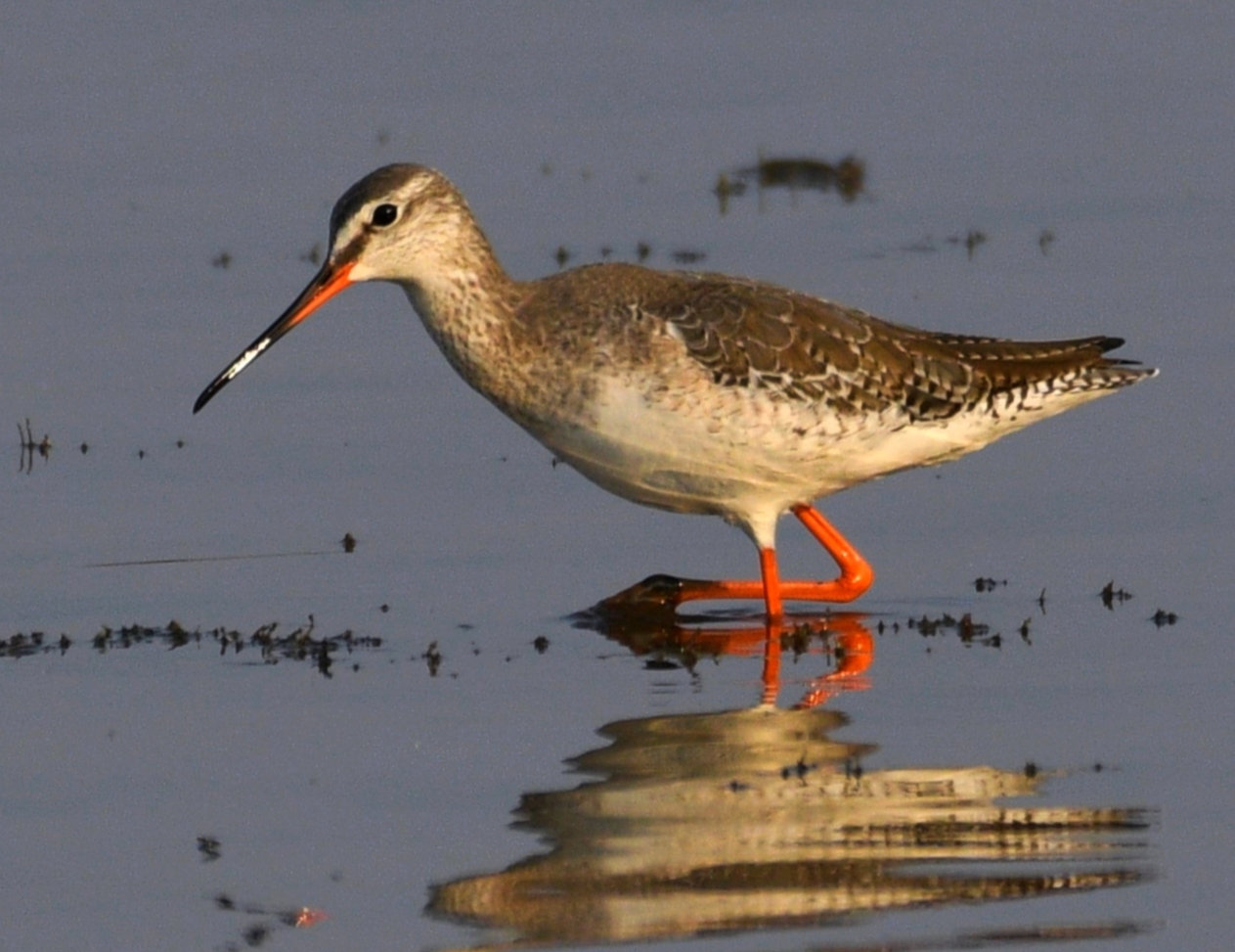 Spotted Redshank