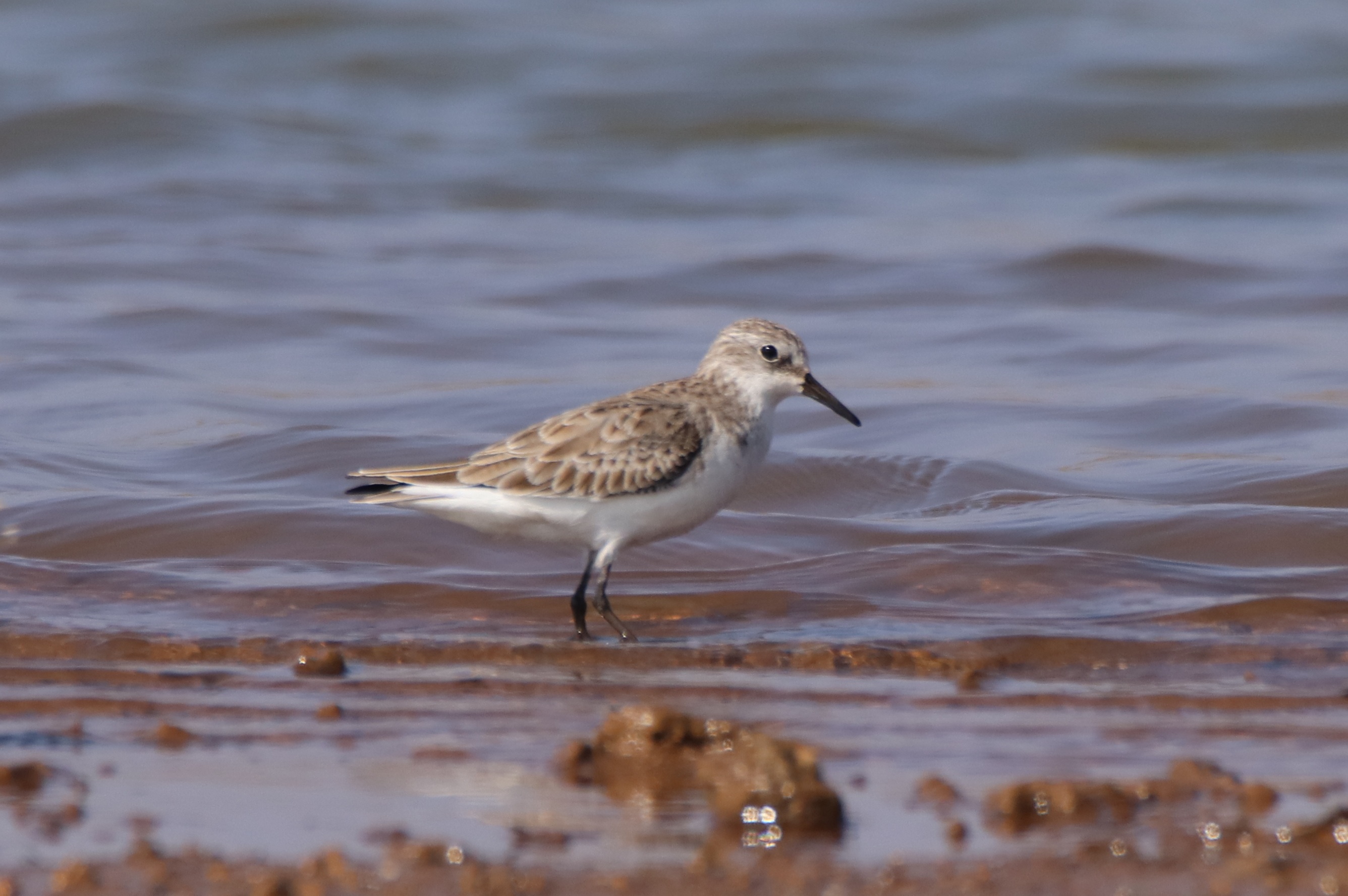Little Stint