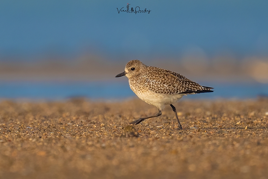 Grey Plover