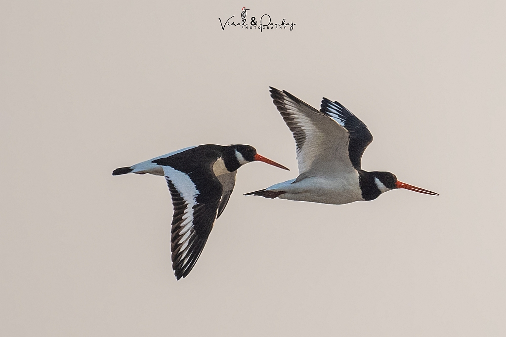Eurasian Oystercatcher