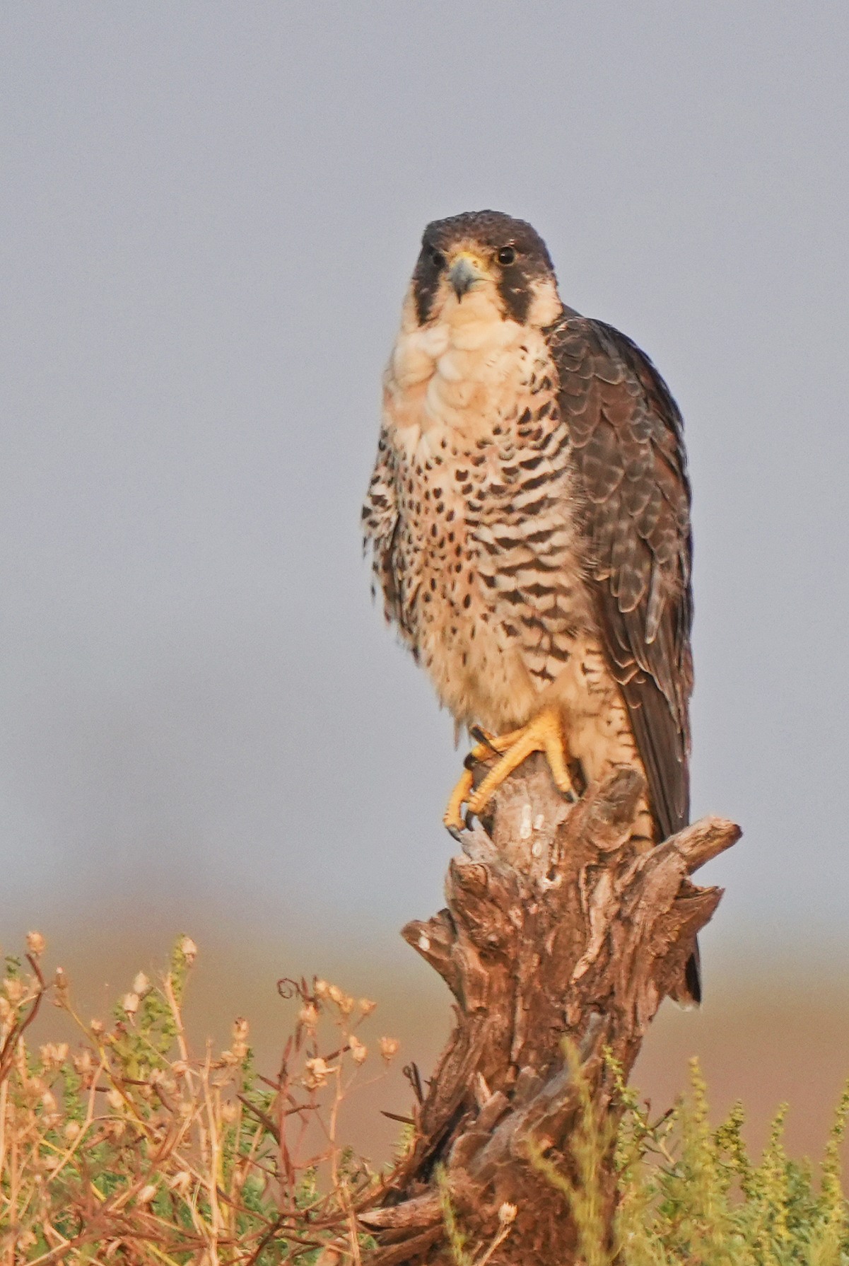 Peregrine Falcon