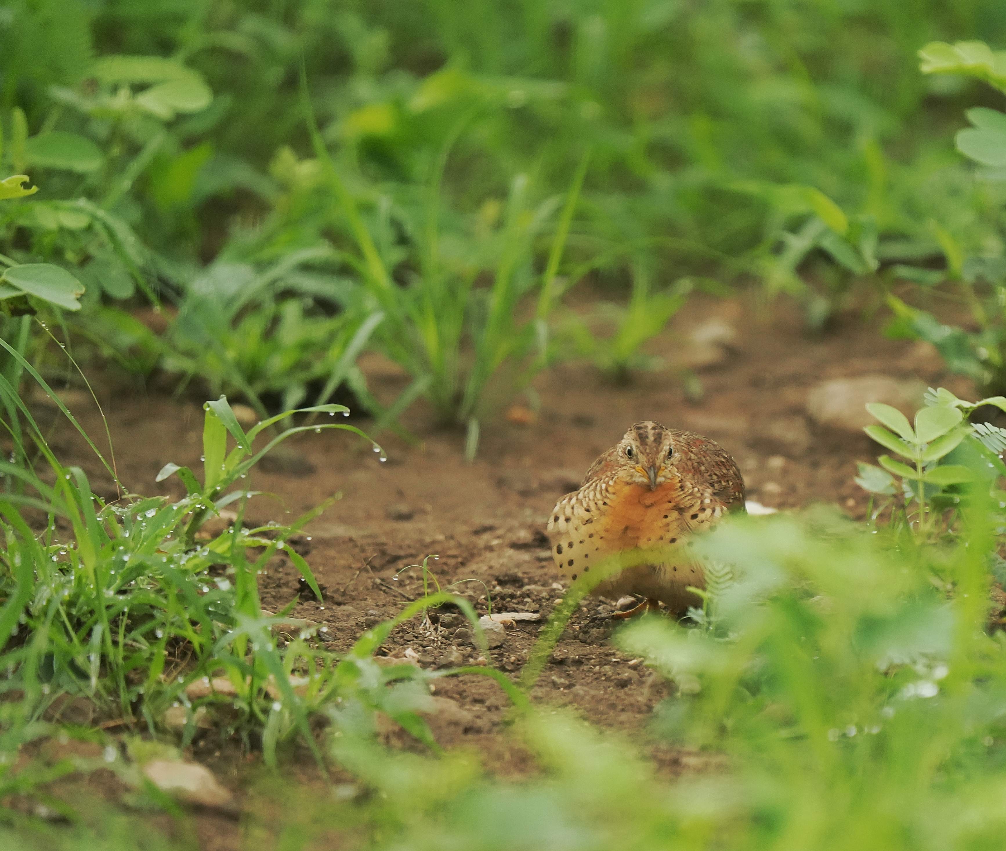 Yellow-legged Buttonquail 